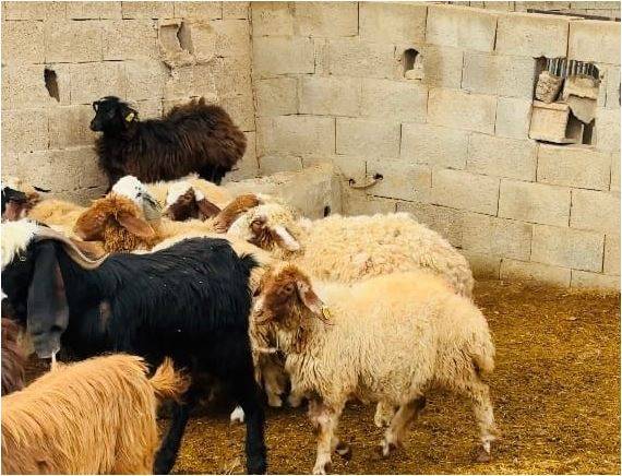 Şanlıurfa'da Başıboş Köpek Dehşeti: 5 Koyun Telef Oldu