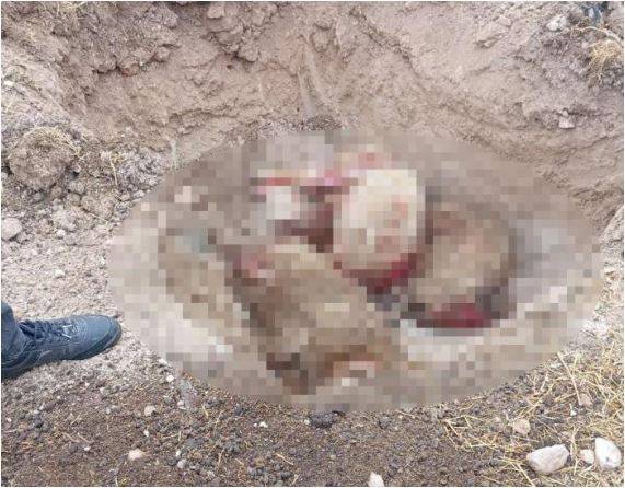 Şanlıurfa'da Başıboş Köpek Dehşeti: 5 Koyun Telef Oldu