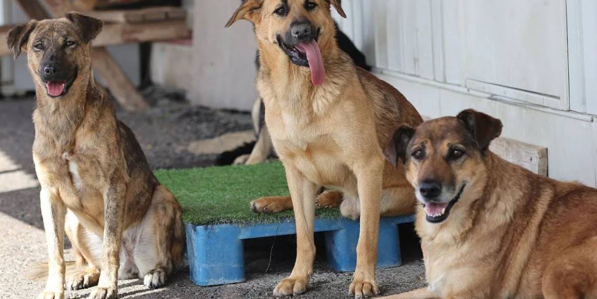 Son Dakika... Sokak Köpeklerini Beslemek Artık Yasak!