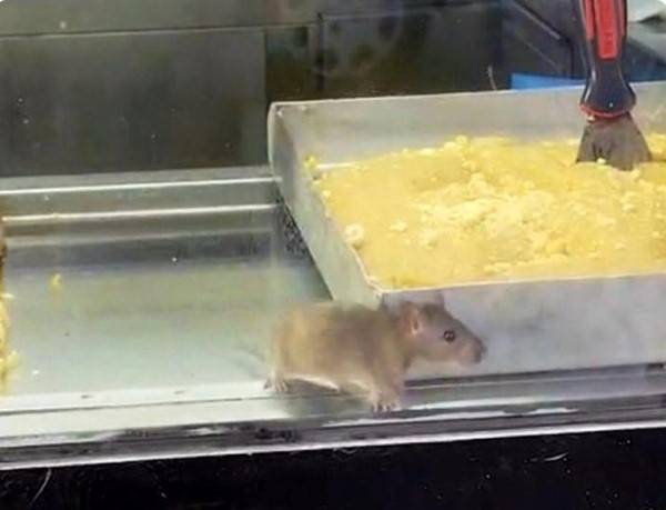 Börekçide Mide Bulandıran Görüntüler: Fare Börek Yedi