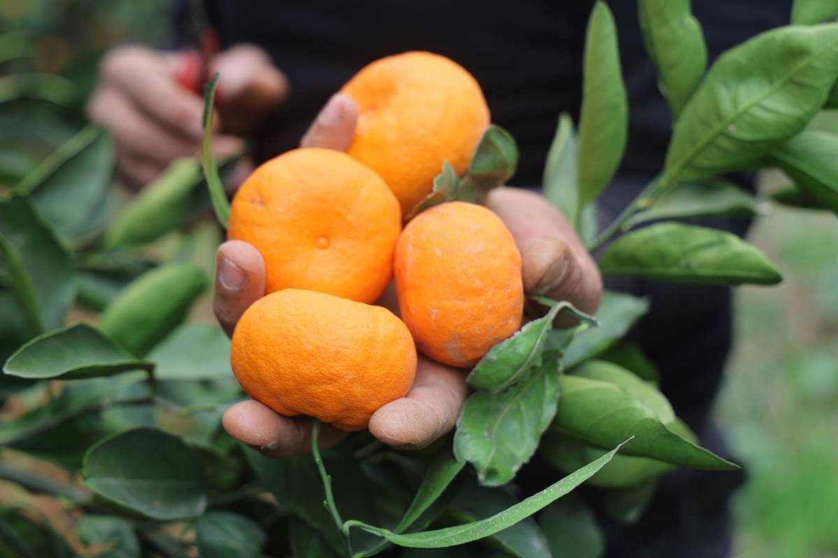 Tarlada 2 TL, Markette 35 TL: Çiftçi Fiyat Uçurumuna Tepkili