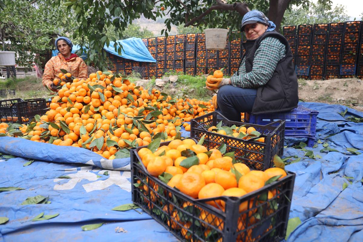 Tarlada 2 TL, Markette 35 TL: Çiftçi Fiyat Uçurumuna Tepkili