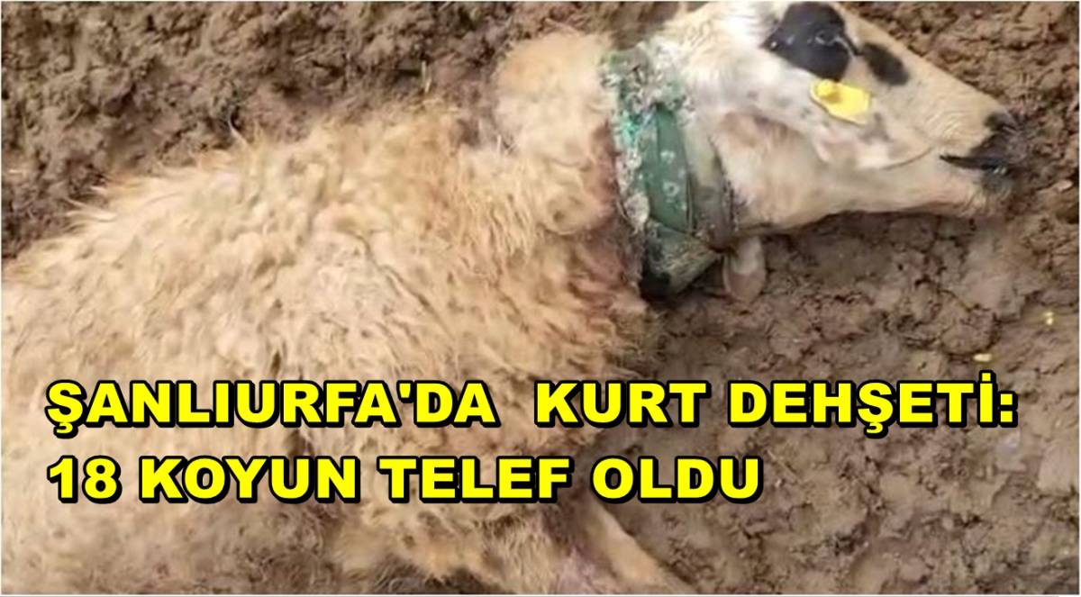 Şanlıurfa'da Kurt Dehşeti: 18 Koyun Telef Oldu