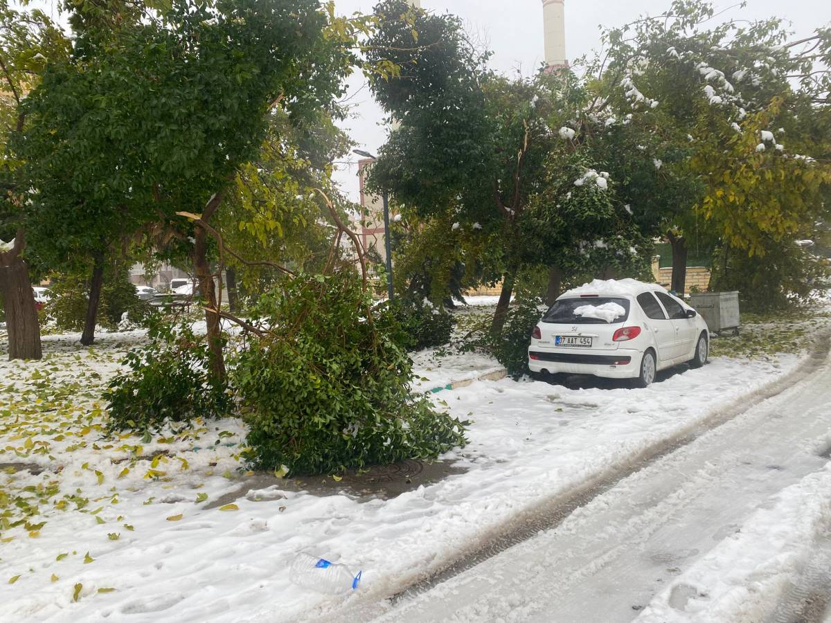Karın Yükü Şanlıurfa'ya Ağır Geldi: Ağaçlar Bir Bir Devrildi