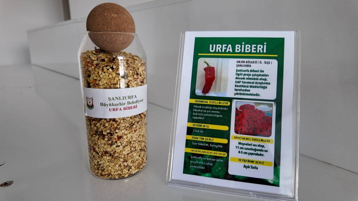 Büyükşehir’den ata tohumu desteği: İşte son başvuru tarihi!