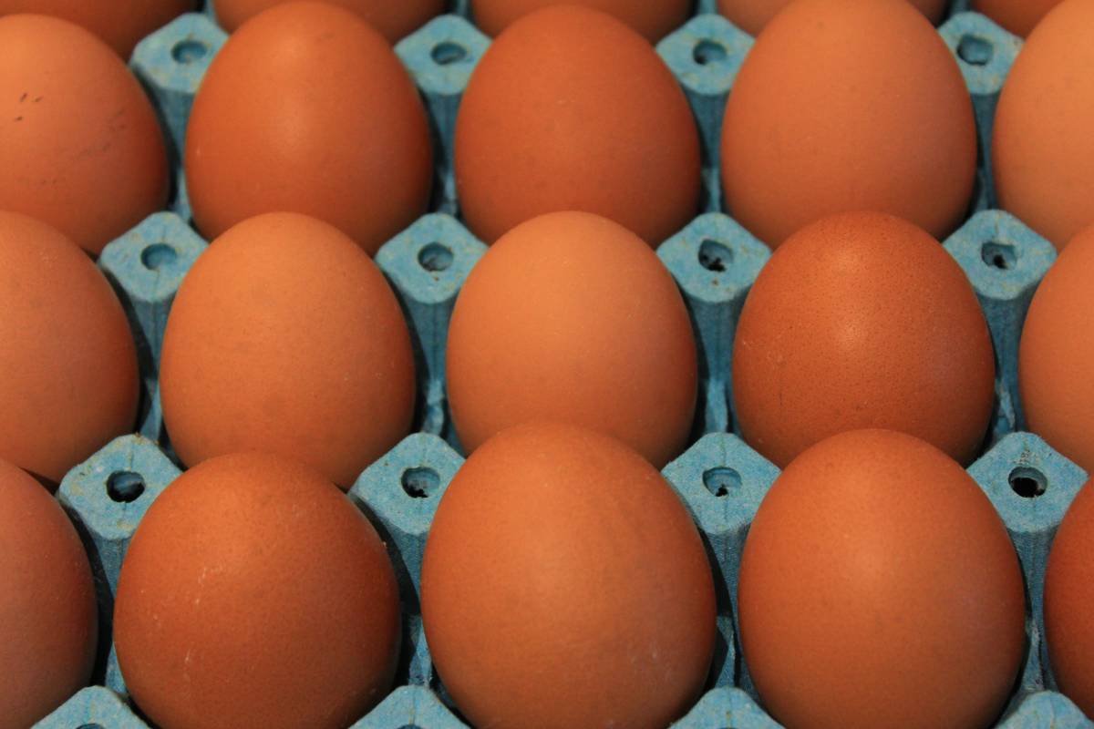 Yumurta üretiminde düşüş yaşandı