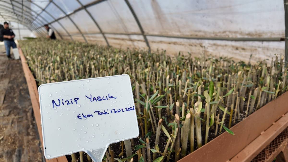 Büyükşehir 30 bin fidanın üretimine başladı!
