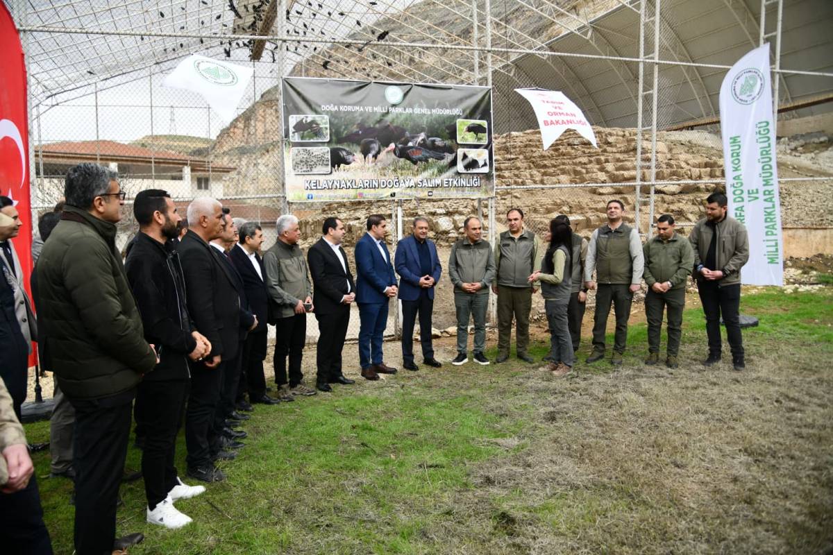 Şanlıurfa'da 277 kelaynak doğaya salındı!