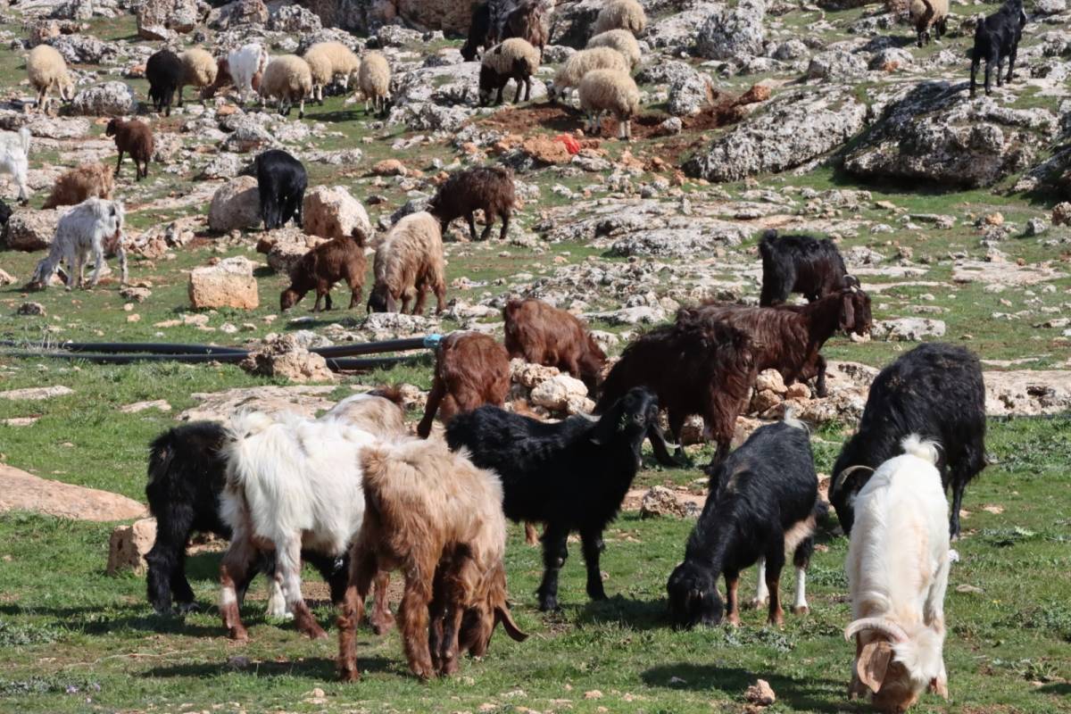 Şanlıurfa’da yağışlar çiftçiye umut oldu!