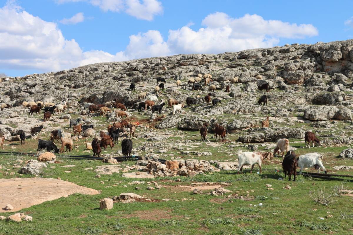 Şanlıurfa’da yağışlar çiftçiye umut oldu!