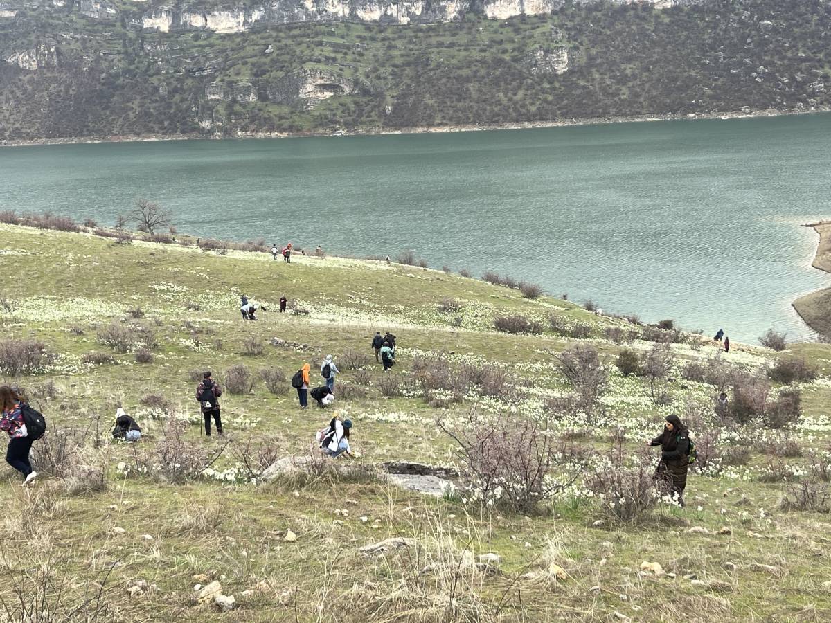 Urfa'da bahar çiçeği nergisler doğaseverlerin ilgi odağı oldu!