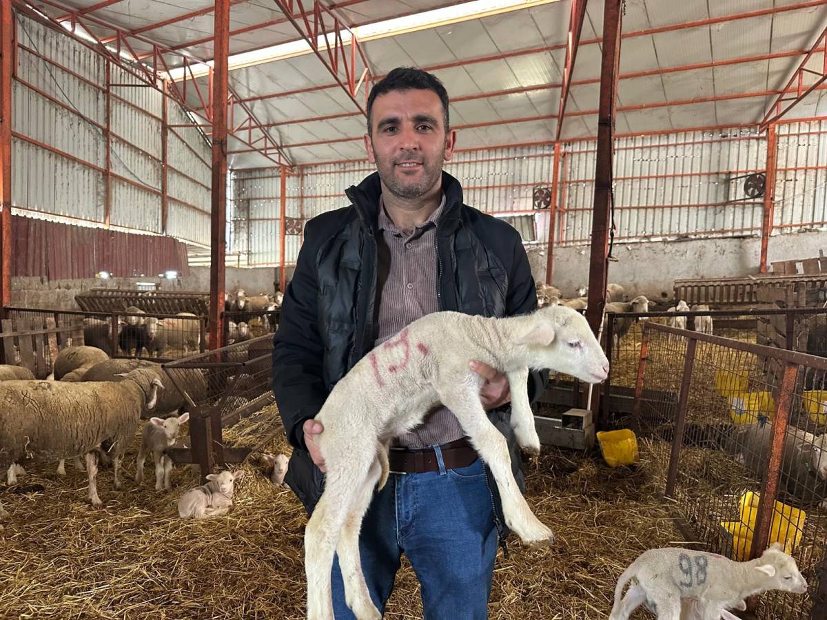 Milyonluk koçun kuzuları için sıraya girdiler!