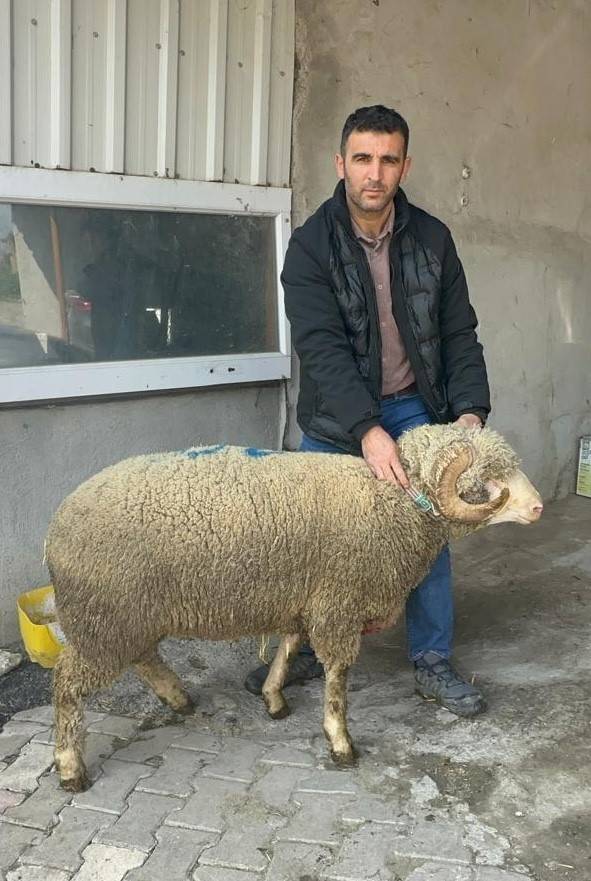 Milyonluk koçun kuzuları için sıraya girdiler!