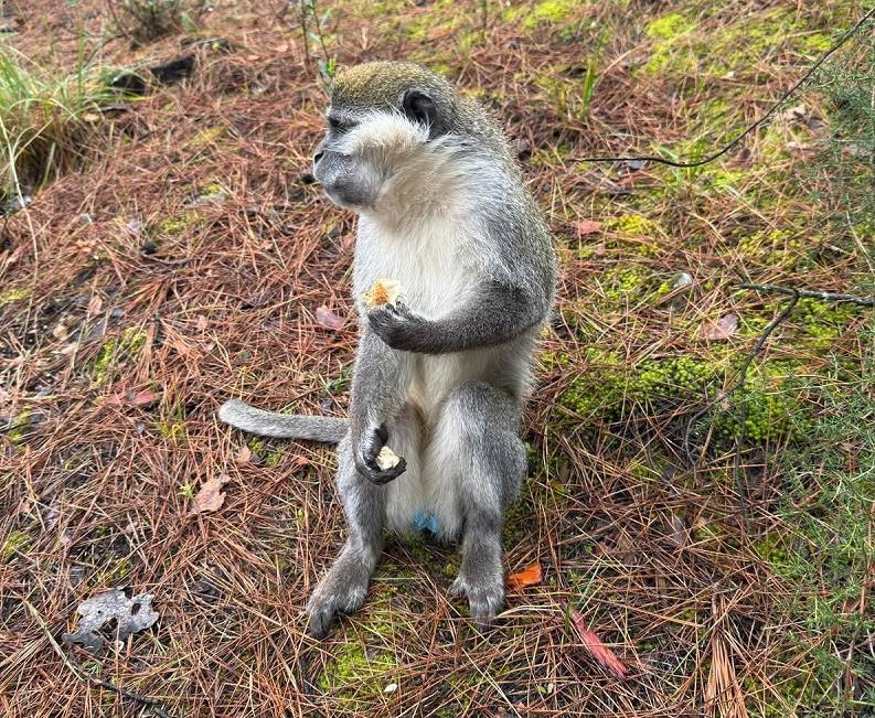 Görsel
