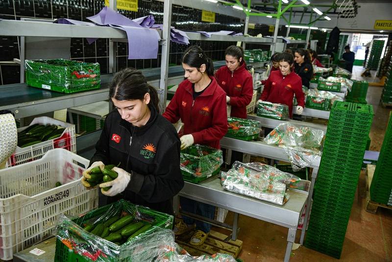 Savaşı sonrası Türkiye'den Rusya'ya sebze ihracatı arttı