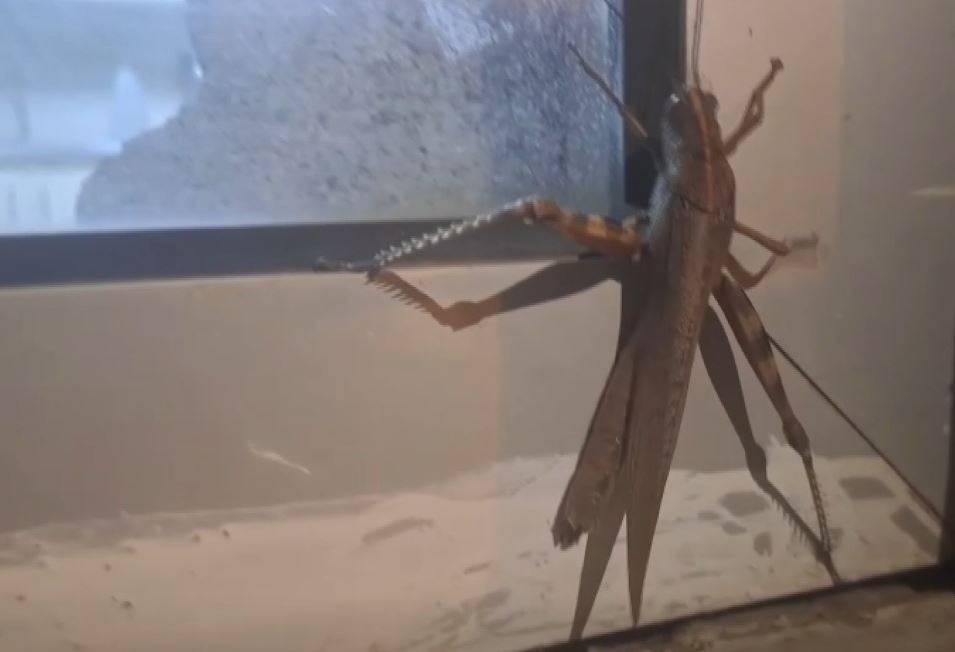 Görsel