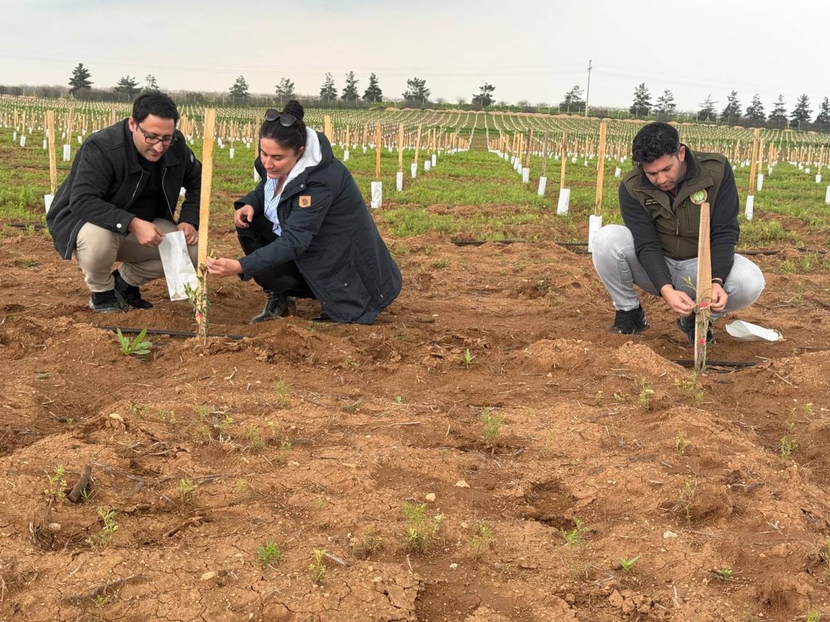 TİGEM'den Ceylanpınar'a dev zeytin yatırımı!