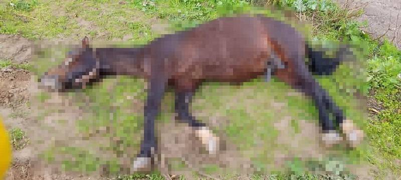 Görsel