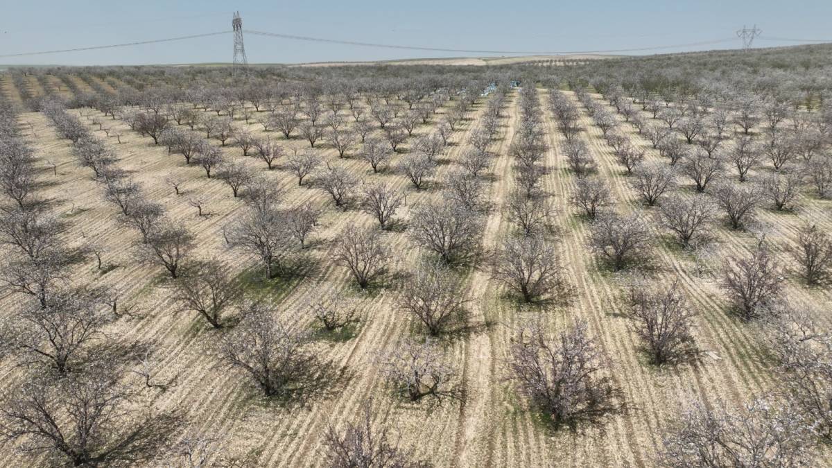 Urfa'da badem üretiminde zirveye yaklaşıyor!