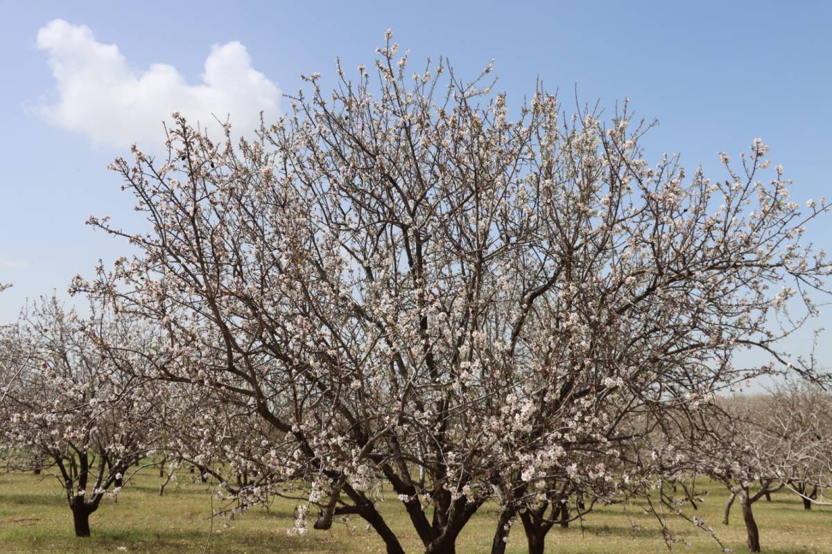 Urfa'da badem üretiminde zirveye yaklaşıyor!