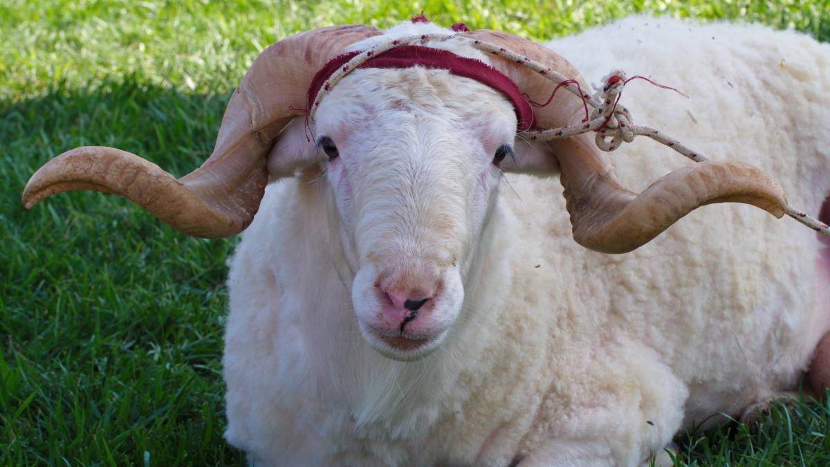 Görsel