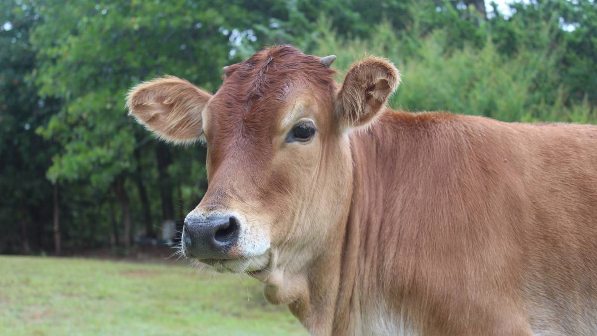 Görsel