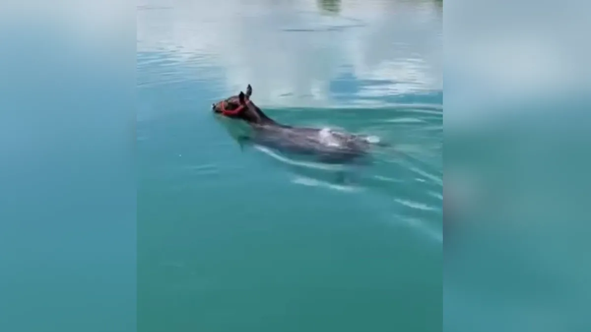 Şoke eden görüntü! Fırat Nehrinde yüzerken görüldü!