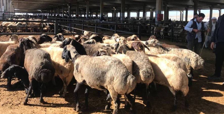 Urfa hayvan pazarında küpe ve rapor sorunu! Esnaf çözüm bekliyor!