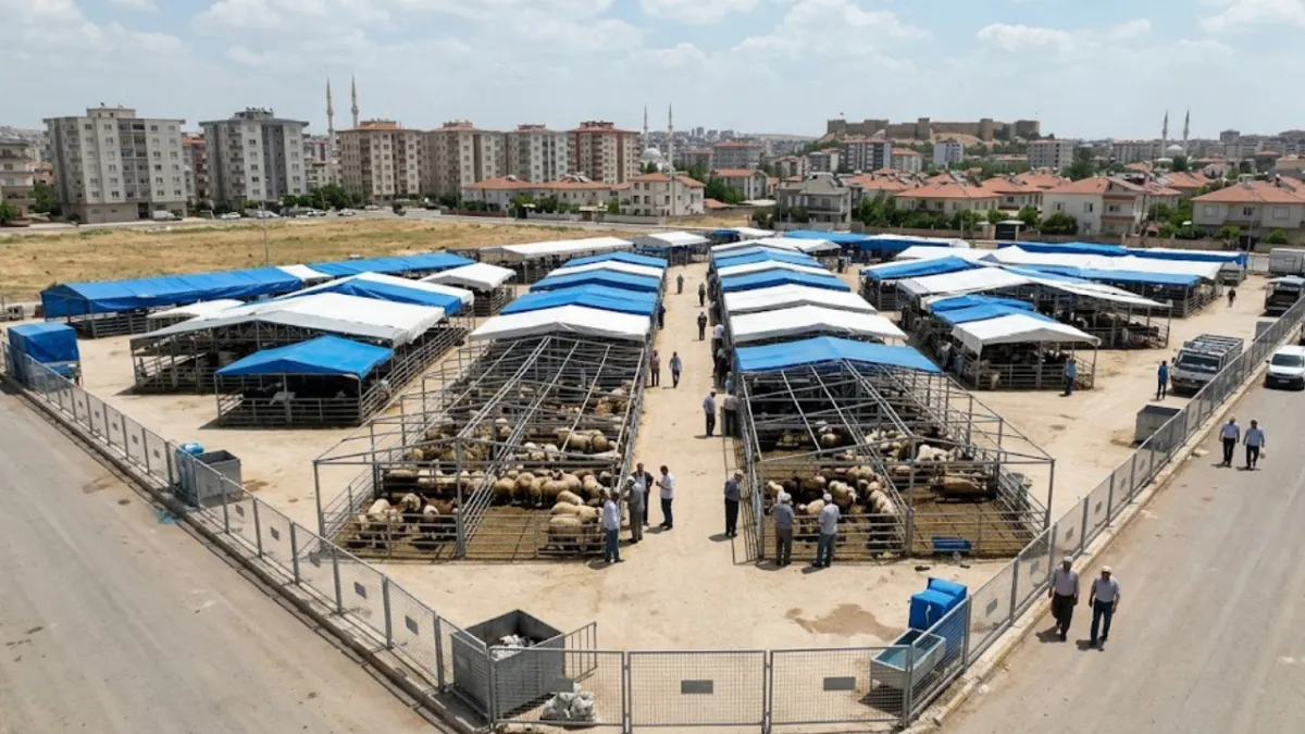Haliliye Belediyesi duyurdu: Kesim ve satış noktaları nerede?