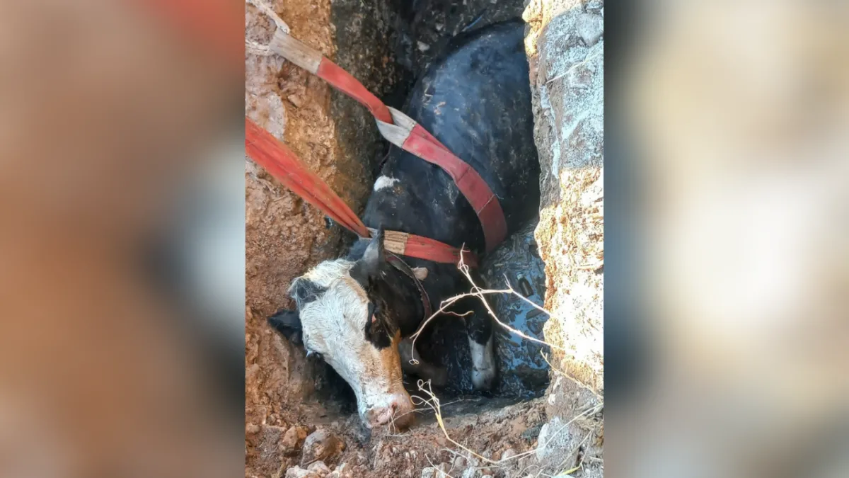 Şanlıurfa’da inek foseptik çukuruna düştü!
