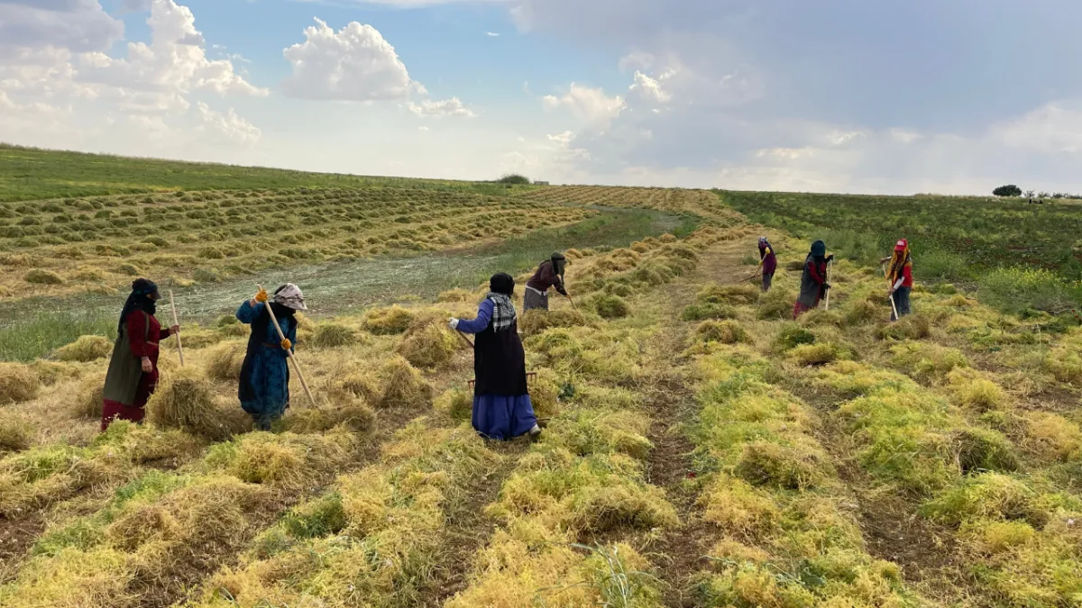 Şanlıurfa'da mercimek hasadı başladı!