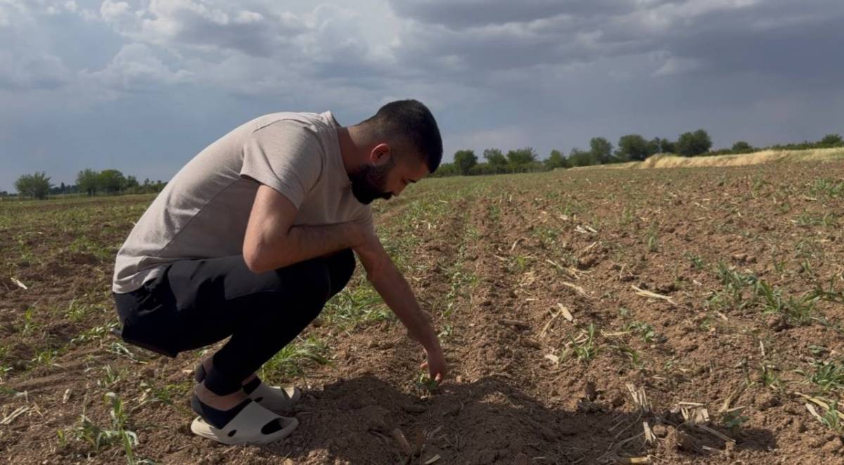 Şanlıurfa'da hasat başladı, pamuk tarlaları tehlikede!