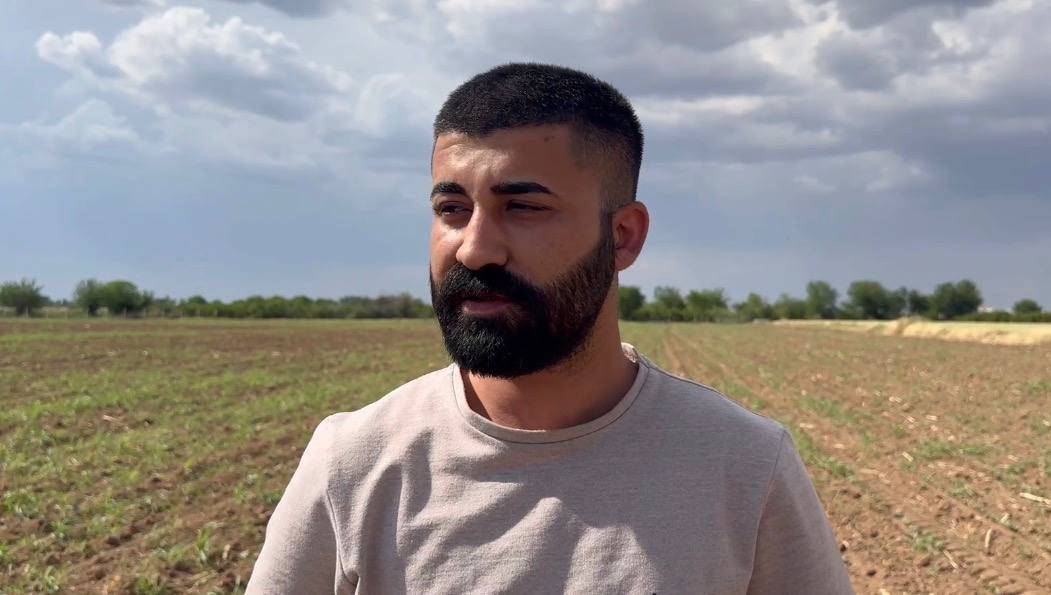 Şanlıurfa'da hasat başladı, pamuk tarlaları tehlikede!