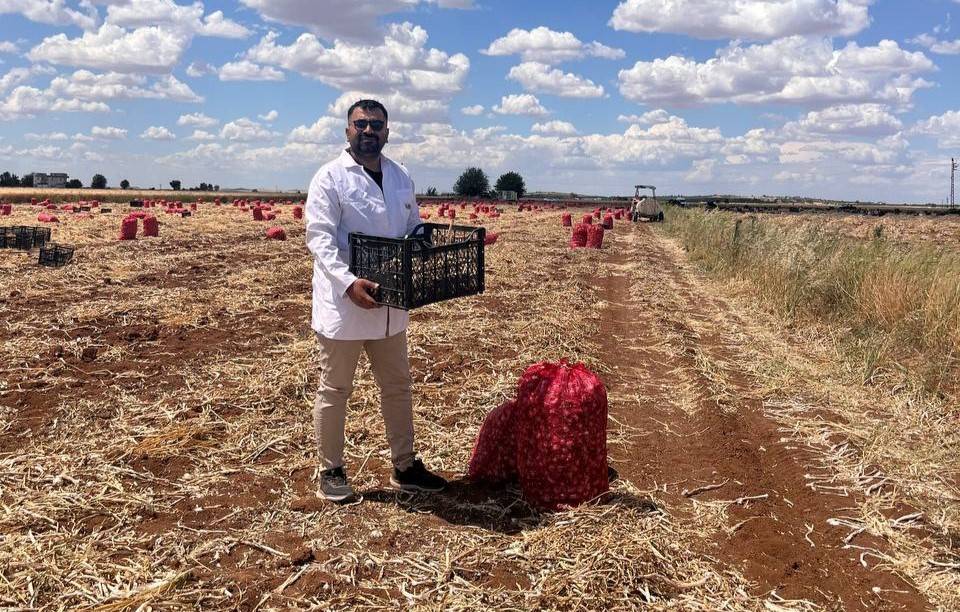 Şanlıurfa'da aşırı yağışlar verimlilik ve kaliteyi düşürdü!