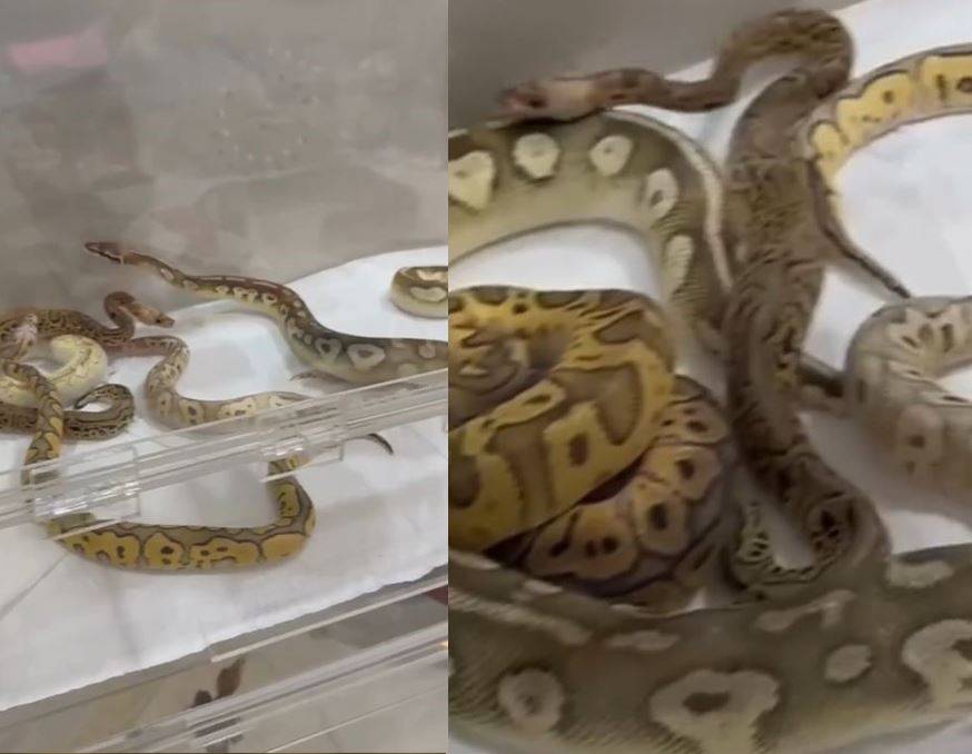 Görsel
