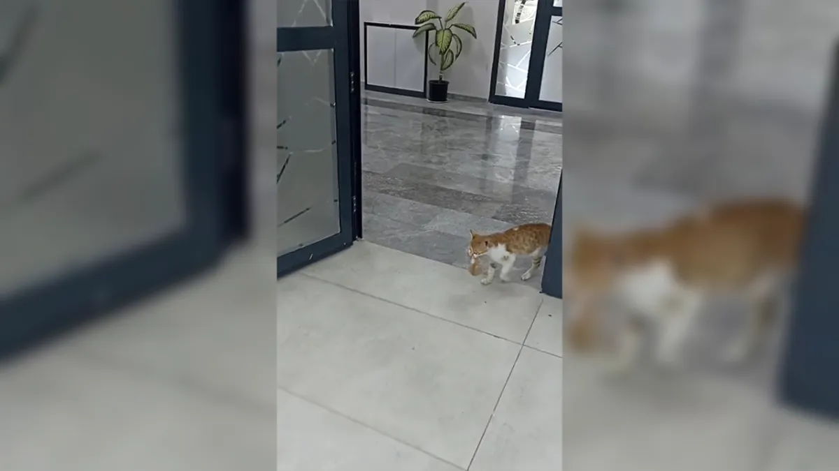 Anne kedi yavrularıyla Sosyal Yardımlaşma Vakfı'na sığındı!