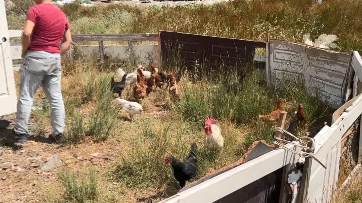 kaçak ahır kümes ve barakalar belediye ekipleri tarafından yıkıldı!