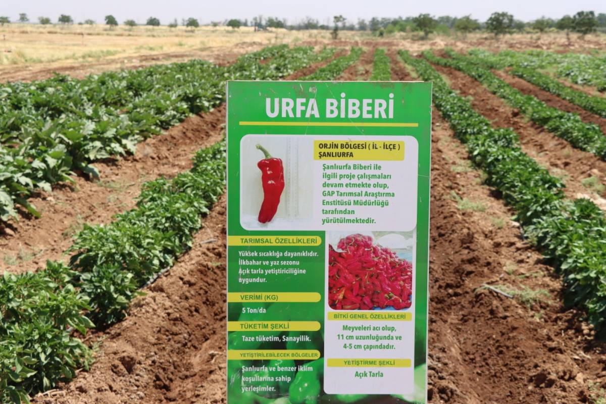 Urfa’nın yerel lezzetleri ata tohumlarıyla geleceğe taşınıyor!