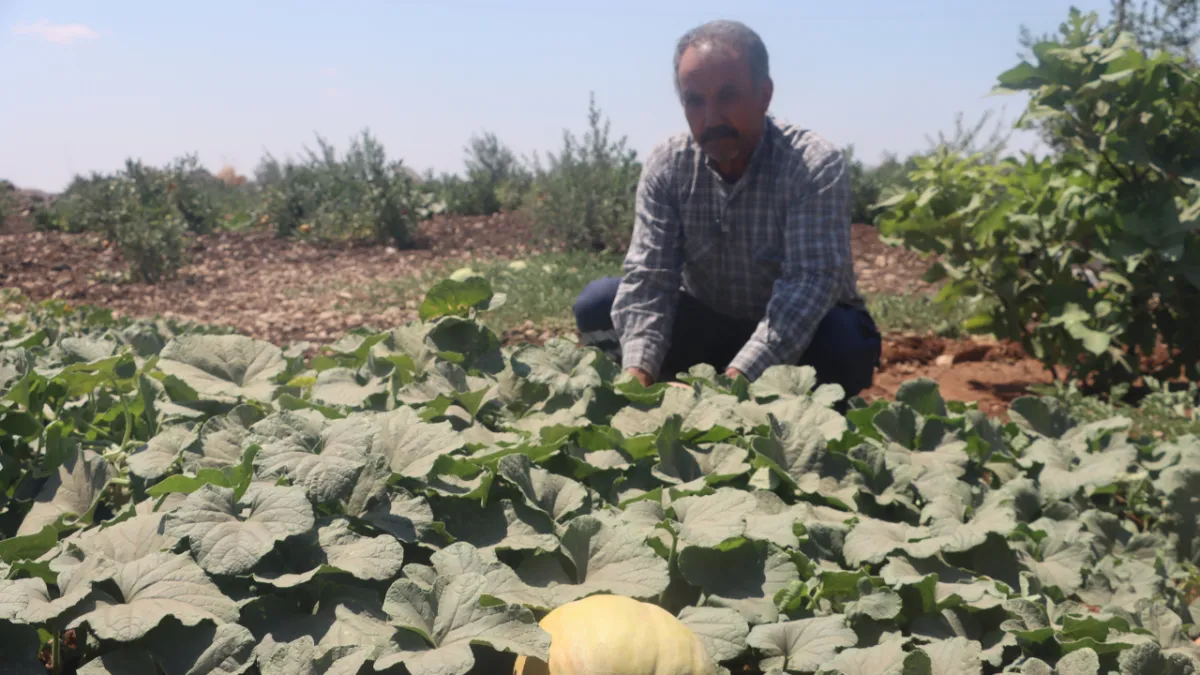 Şanlıurfa’da ata tohumları ürün vermeye başladı!