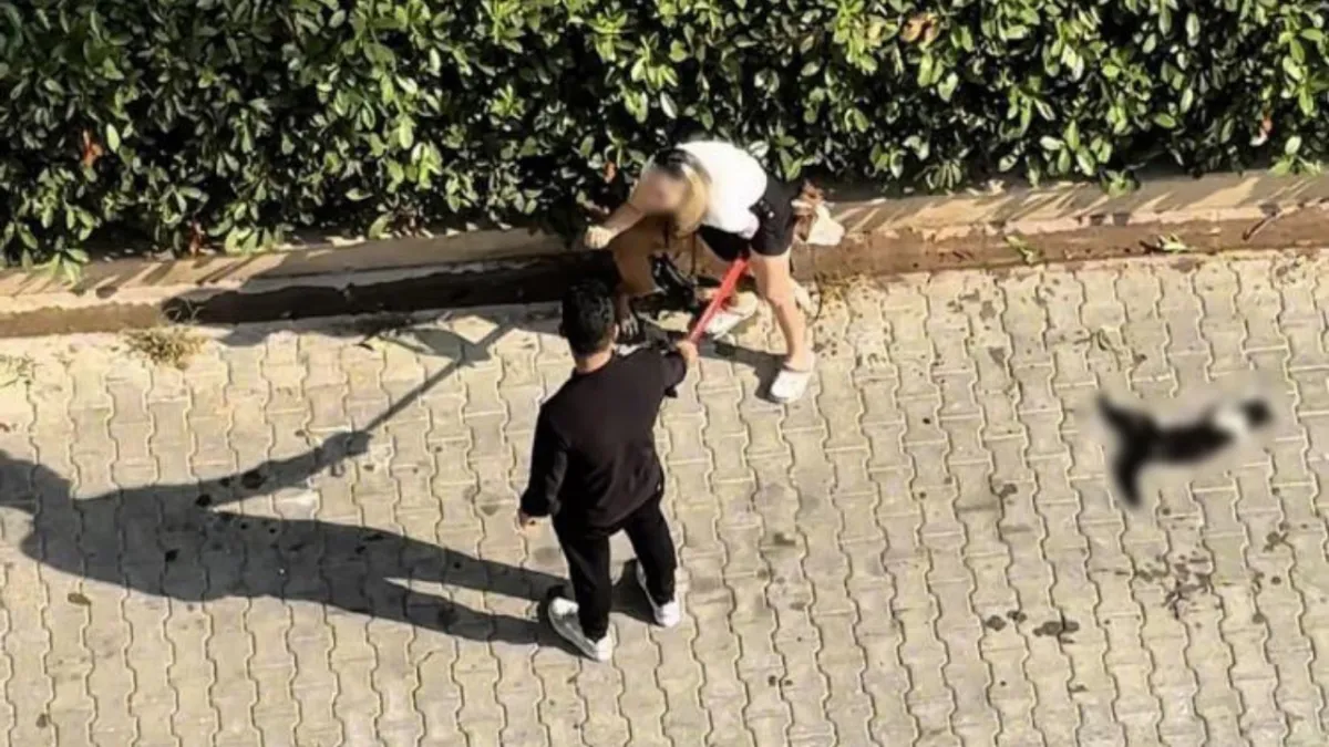 Kediye saldıran pitbullun sahibine ağır para cezası!