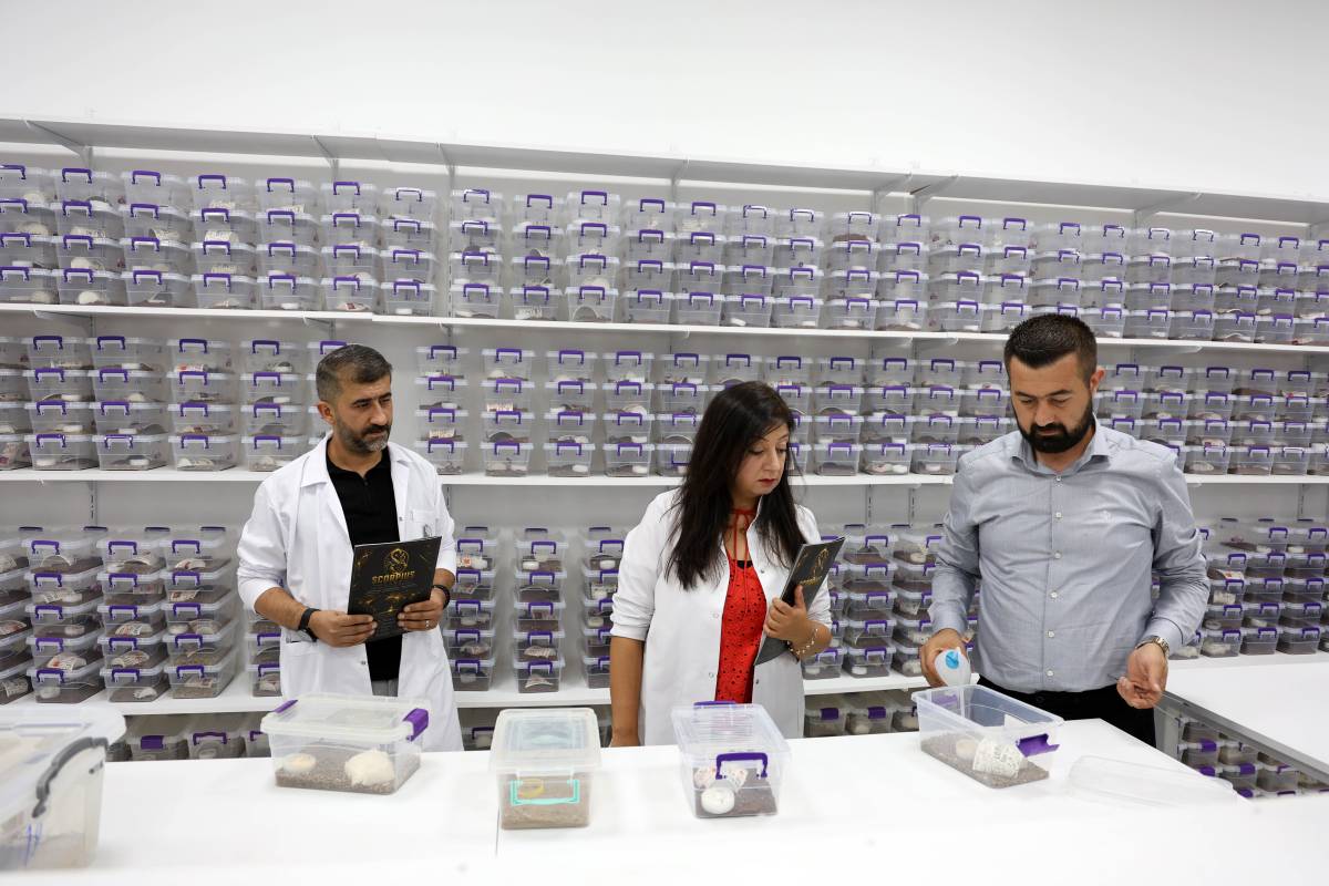 Kanser ilaçlarında kullanılıyor! Akrep zehrinde ihracat hedefi!