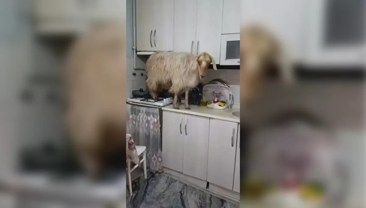 Keçi evi bastı, mutfağı karıştırdı!