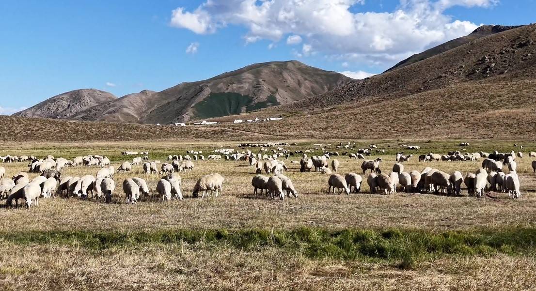 Çoban maaşı 150 bin liraya çıktı! Sorun çözülemedi!