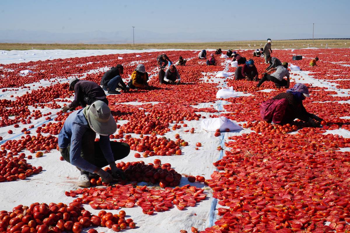 Niğde’nin poyrazı, Urfalının emeği: 4 ülkeye domates ihracatı!