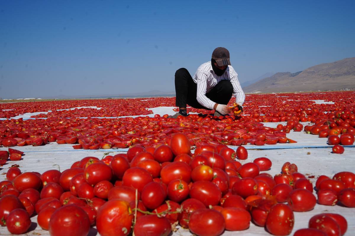 Niğde’nin poyrazı, Urfalının emeği: 4 ülkeye domates ihracatı!