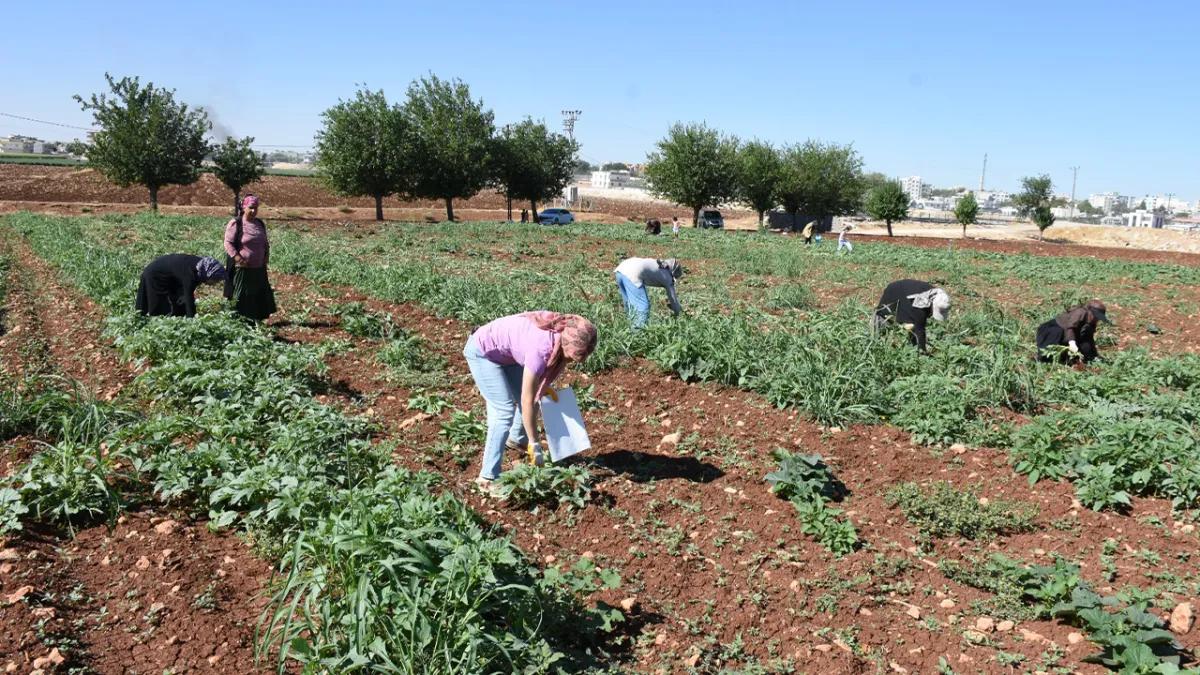 Urfa'da kadın emeği toprakla buluştu!