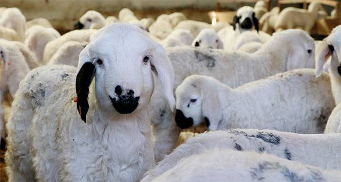 Bakan Yumaklı'dan çiftçilere müjde!